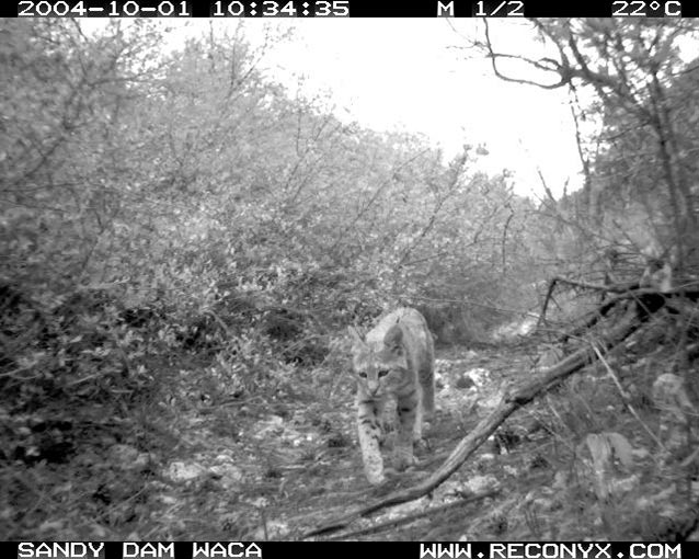 A bobcat (Lynx rufus) caught on infrared automatic camera at Walnut Canyon NM.