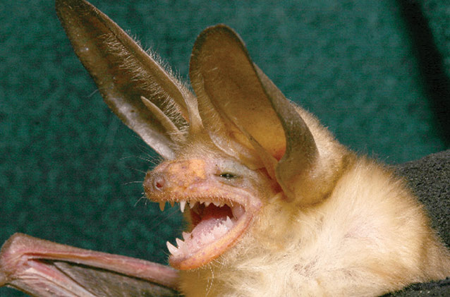 The pallid bat (Antrozous pallidus) comprised 20% of the bat captures at Aztec Ruins NM.