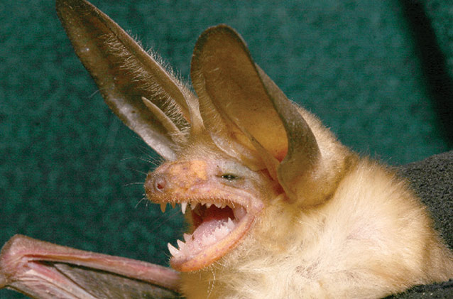 The pallid bat (Antrozous pallidus) comprised 20% of the bat captures at Aztec Ruins NM. The pallid bat (Antrozous pallidus) comprised 20% of the bat captures at Aztec Ruins NM.