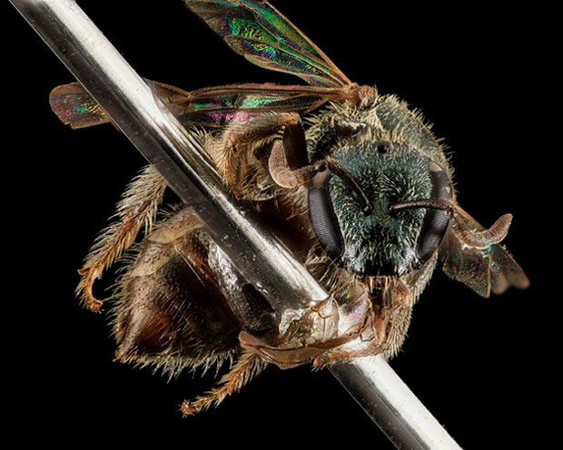 Lasioglossum tamiamense, bee