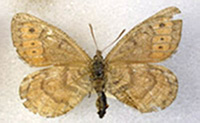 Capulin Alberta arctic butterfly pinned specimen.