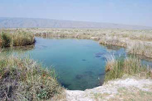 One of many permanent spring-feed streams at Cuatrocienegas Protected Area, Coahuila, Mexico.