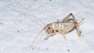 A species of light-colored sand treader camel cricket endemic to White Sands NM.