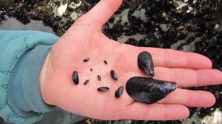 closeup of a hand holding numerous shells of different sizes