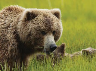 closeup of a bear and cub standing in grass closeup of a bear and cub standing in grass