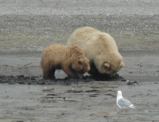 bear and cub digging in mud 