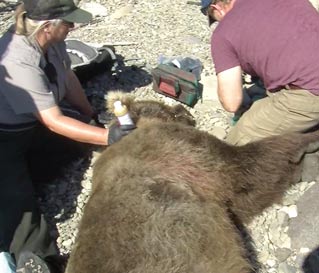 two people kneeling next to an unconscious bear two people kneeling next to an unconscious bear