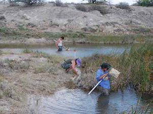 Aquatic dip nets are used for capturing aquatic insects.
