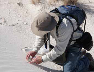 Capturing arthropods by hand at White Sands National Monument.