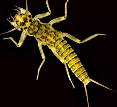 Aquatic Macroinvertebrates - Introduction and Distribution (U.S