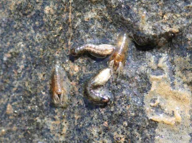 Black fly (Simulium decorum) larvae and pupae. Black fly (Simulium decorum) larvae and pupae.