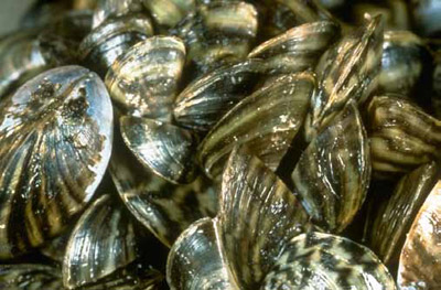 Non-native zebra mussel (Dreissena polymophia)