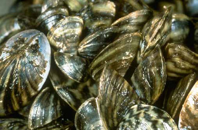 Non-native zebra mussel (Dreissena polymophia) Non-native zebra mussel (Dreissena polymophia)