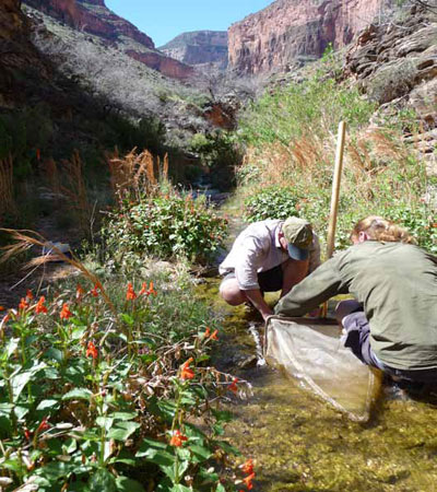 Collecting aquatic macroinvertebrate samples in Grand Canyon National Park Collecting aquatic macroinvertebrate samples in Grand Canyon National Park