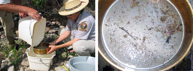 Processing a sample at Gila Cliff Dwellings NM (left); A macroinvertebrate sample (right). 