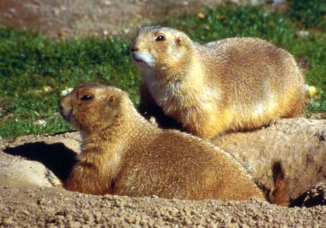 Black-tailed prairie dogs (note black tip of tail) are the most abundant and widespread species. Black-tailed prairie dogs (note black tip of tail) are the most abundant and widespread species.