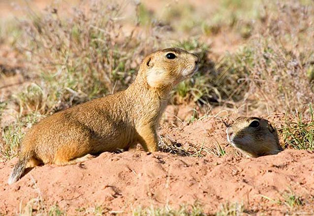 Gunnison’s prairie dog