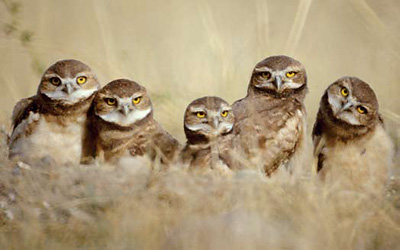 Burrowing owls