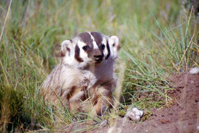 American badger