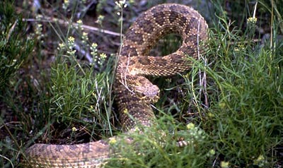 Prairie rattlesnake Prairie rattlesnake