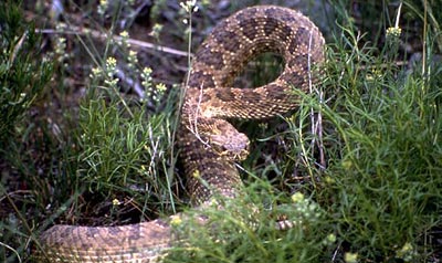 Prairie rattlesnake