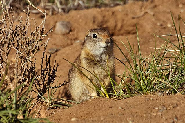 Gunnison’s prairie dog