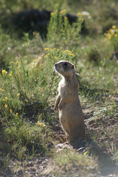 Prairie dog Prairie dog