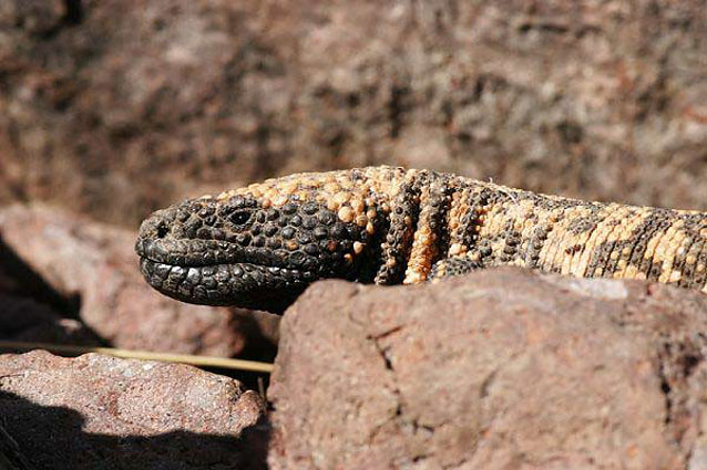 Gila monster