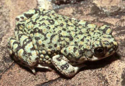 Green toad