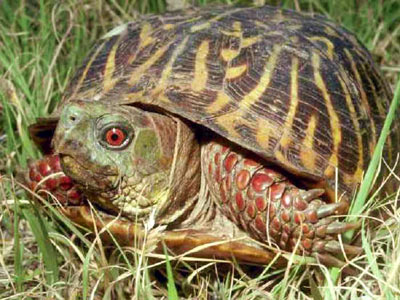 Ornate box turtle