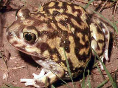 Couch’s spadefoot Couch’s spadefoot