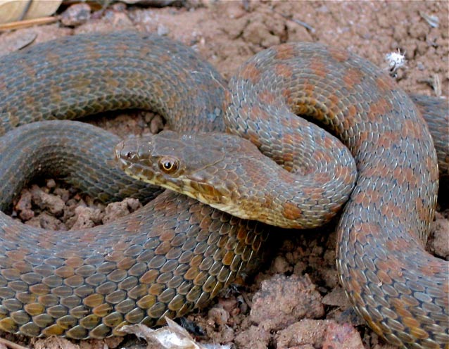 Narrow-headed gartersnake Narrow-headed gartersnake
