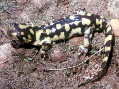 Tiger salamander Tiger salamander
