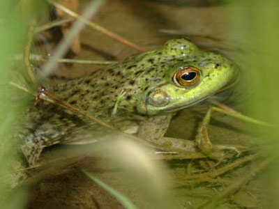 Bullfrog Bullfrog
