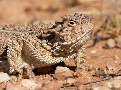 Texas horned lizard