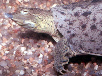 Spiny softshell turtle Spiny softshell turtle