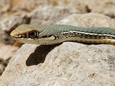 Sonoran whipsnake