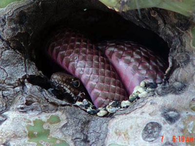 Coachwhip preying on bird eggs in Saguaro National Park. Coachwhip preying on bird eggs in Saguaro National Park.