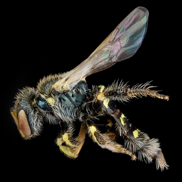 Perdota swenki, a species of bee Perdota swenki, a species of bee