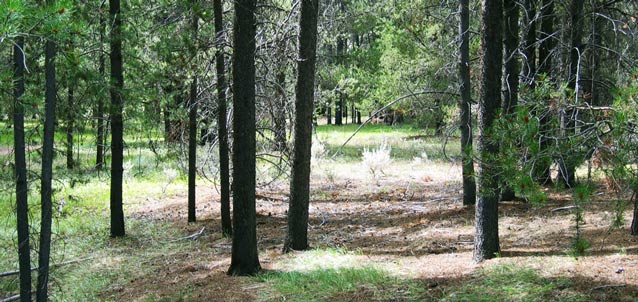 A landscape of open clearings between slender pines influenced the outcome of the battle.