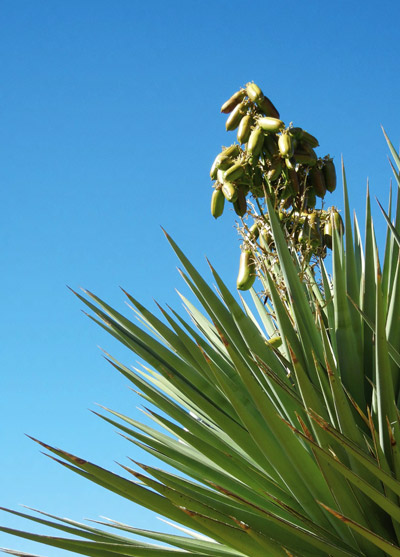 Yucca plant