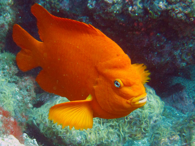 The Garibaldi is the California State fish, and is protected from fishing.