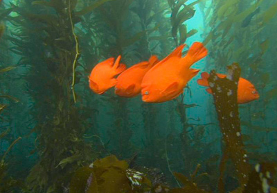 Garibaldi mainly live in the kelp forest ecosystem.