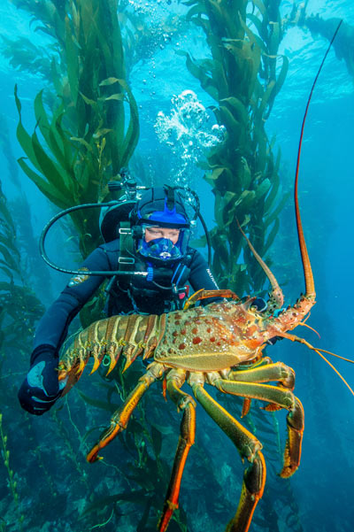 A large spiny lobster in a kelp forest within one of the Channel Islands' marine protected areas. A large spiny lobster in a kelp forest within one of the Channel Islands' marine protected areas.