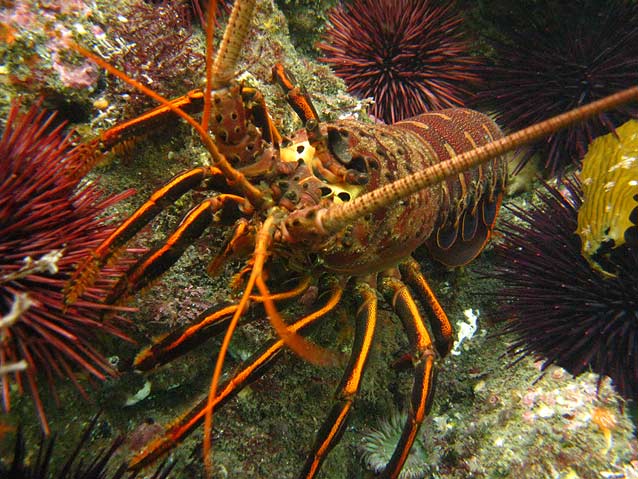 California Spiny Lobster (U.S. National Park Service)