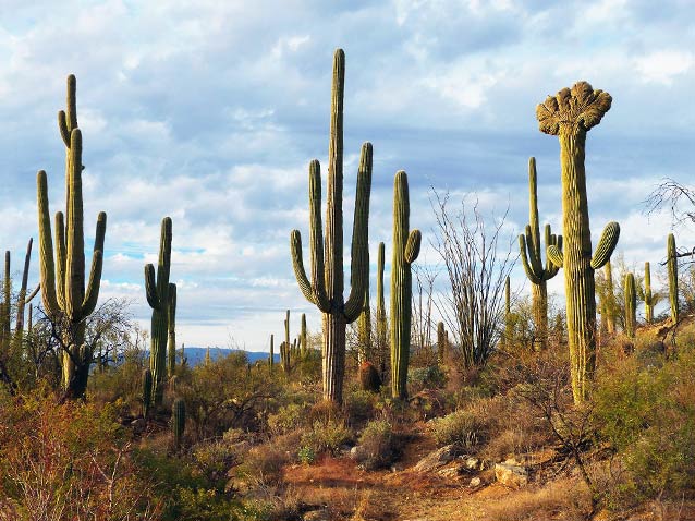 Saguaro Cactus: Sentinel of the Southwest (U.S. National Park Service)