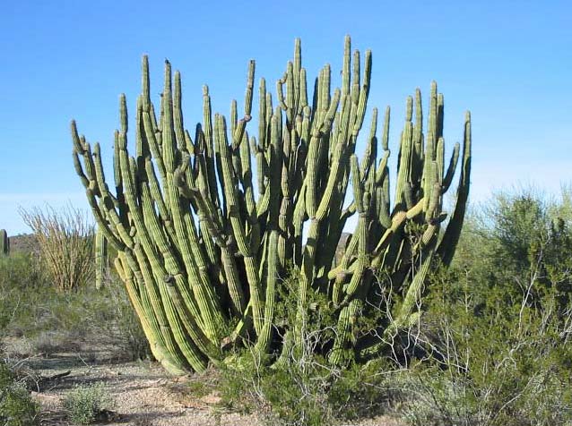 Organ pipe cactus