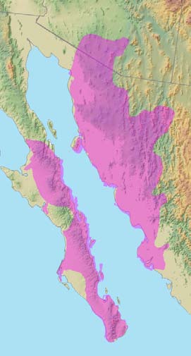 Distribution map for organ pipe cacti.