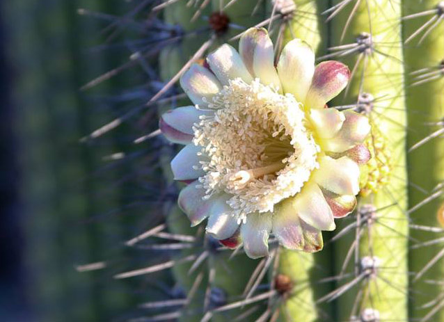 Organ pipe cactus flower