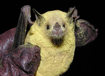 Lesser long-nosed bat covered in agave.